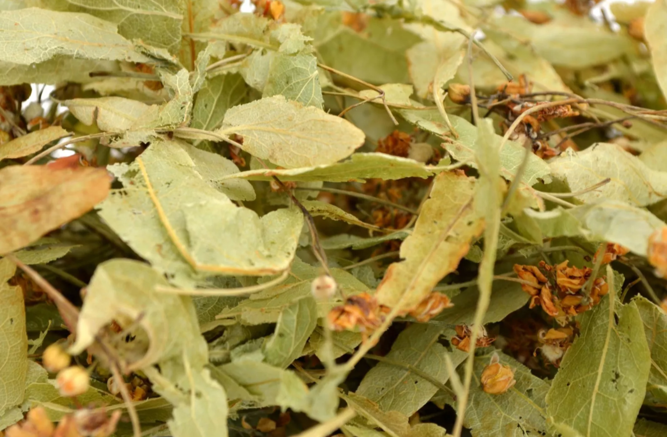 Lime Blossom Herbal tea (also known as Linden and Tilleul)