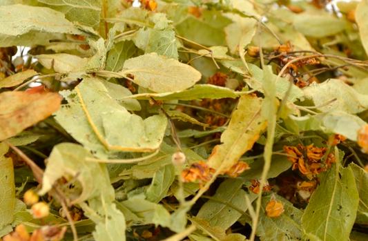 Lime Blossom Herbal tea (also known as Linden and Tilleul)